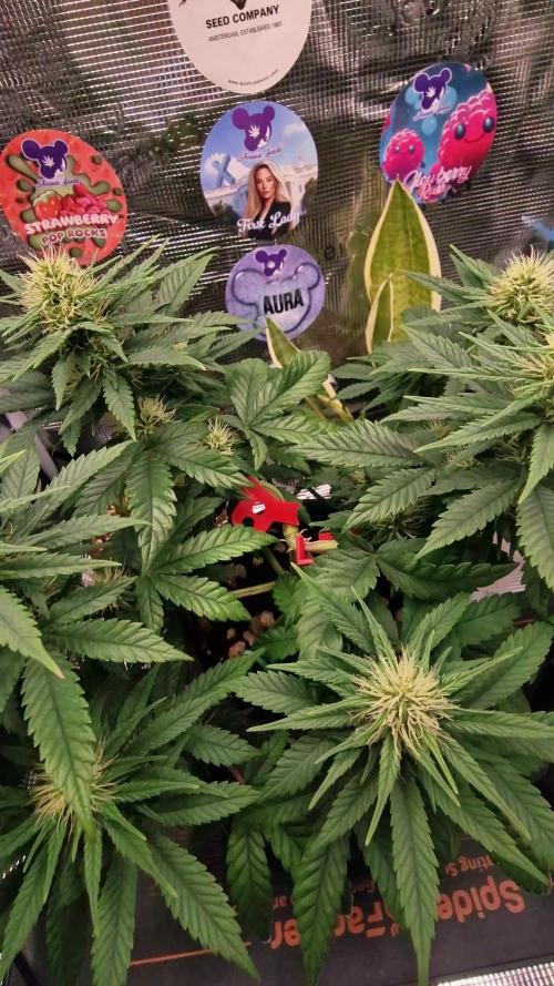 ♡-CBD Mazar  (Mini Grow)-♡