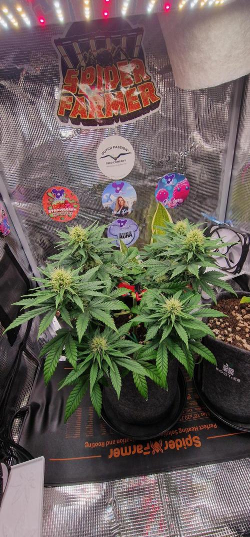 ♡-CBD Mazar  (Mini Grow)-♡. Week 10