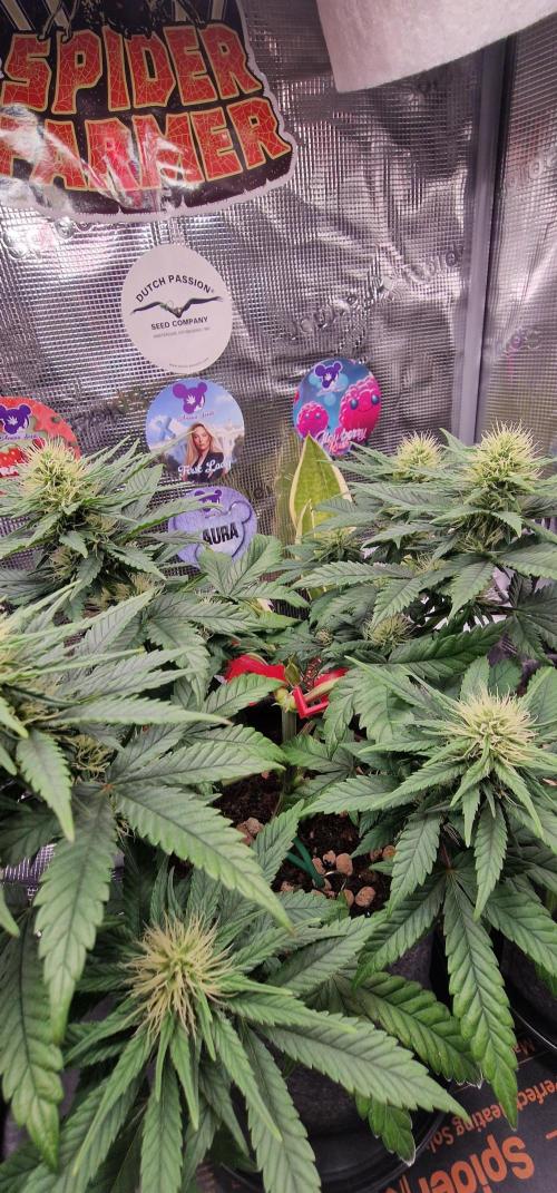 ♡-CBD Mazar  (Mini Grow)-♡. Week 10