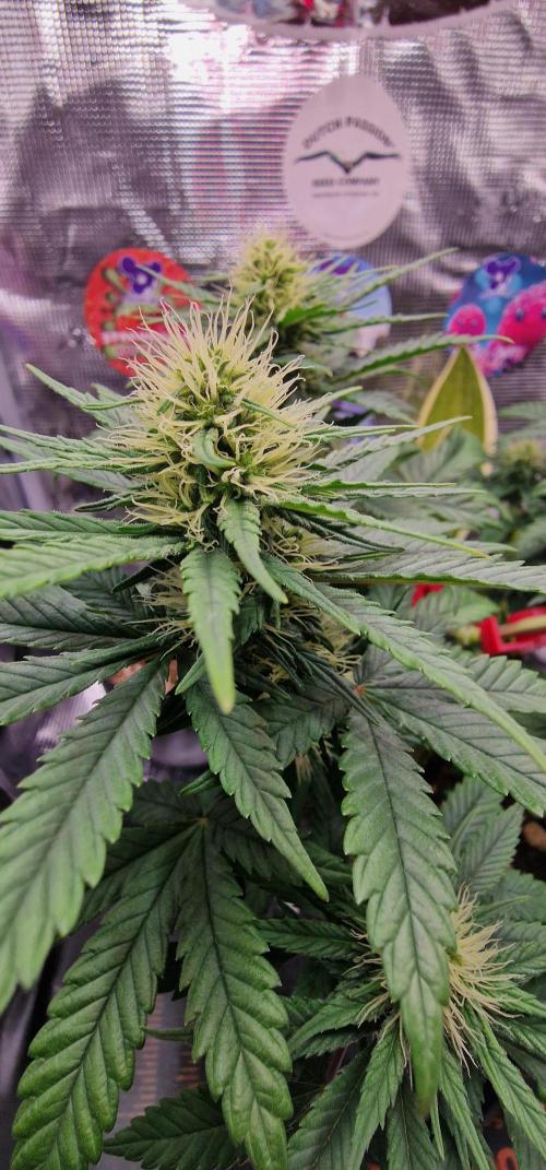 ♡-CBD Mazar  (Mini Grow)-♡. Week 10