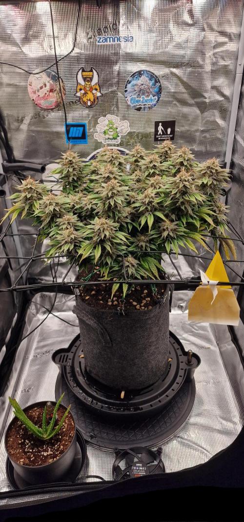 ☆Winterspecial Bratapfel (regulär)☆. Week 14