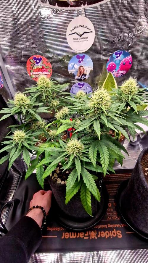 ♡-CBD Mazar  (Mini Grow)-♡