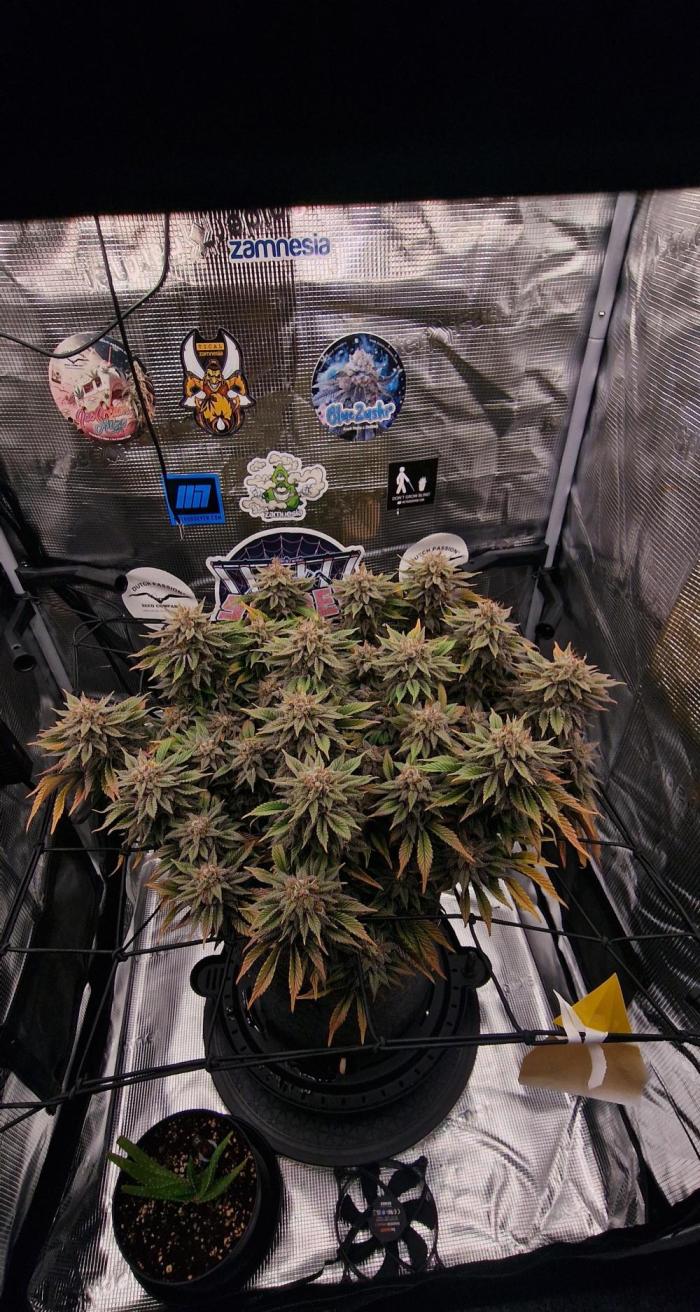 ☆Winterspecial Bratapfel (regulär)☆. Week 15