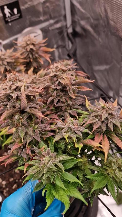 ☆Winterspecial Bratapfel (regulär)☆