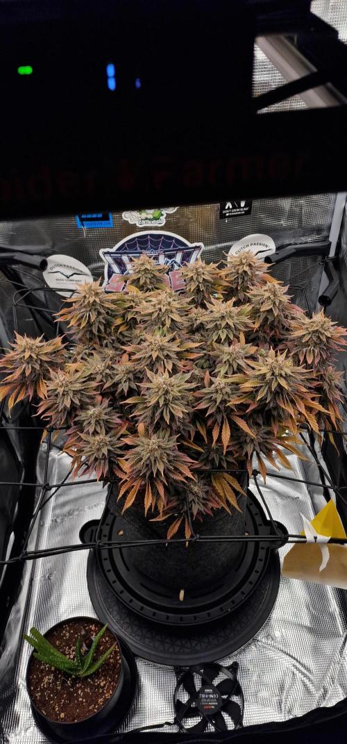 ☆Winterspecial Bratapfel (regulär)☆. Week 16