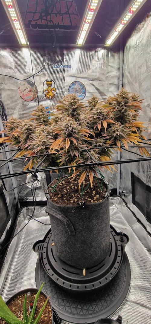 ☆Winterspecial Bratapfel (regulär)☆. Week 16