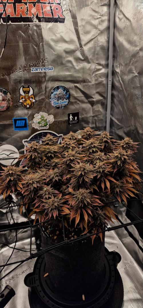 ☆Winterspecial Bratapfel (regulär)☆. Week 16