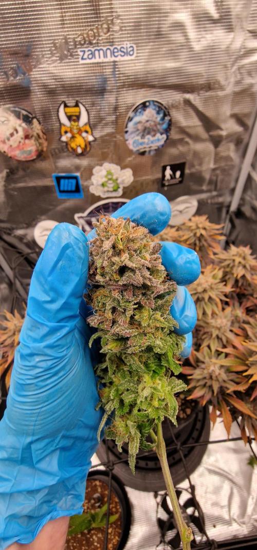 ☆Winterspecial Bratapfel (regulär)☆. Week 16