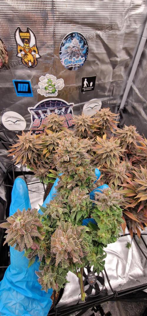 ☆Winterspecial Bratapfel (regulär)☆. Week 16