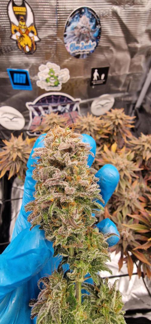 ☆Winterspecial Bratapfel (regulär)☆. Week 16