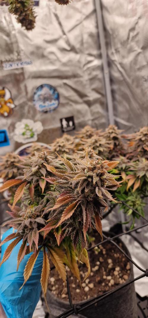 ☆Winterspecial Bratapfel (regulär)☆. Week 16