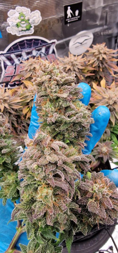 ☆Winterspecial Bratapfel (regulär)☆. Week 16