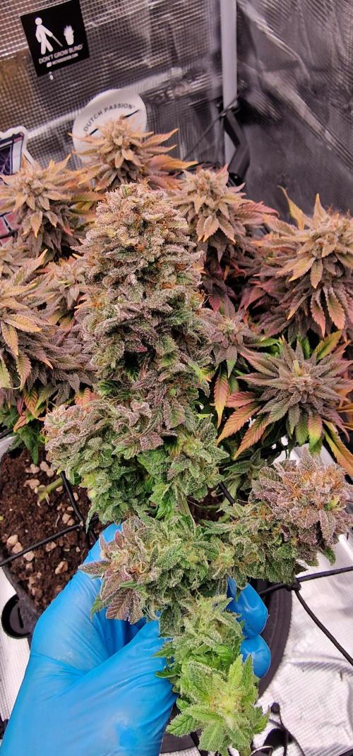 ☆Winterspecial Bratapfel (regulär)☆. Week 16