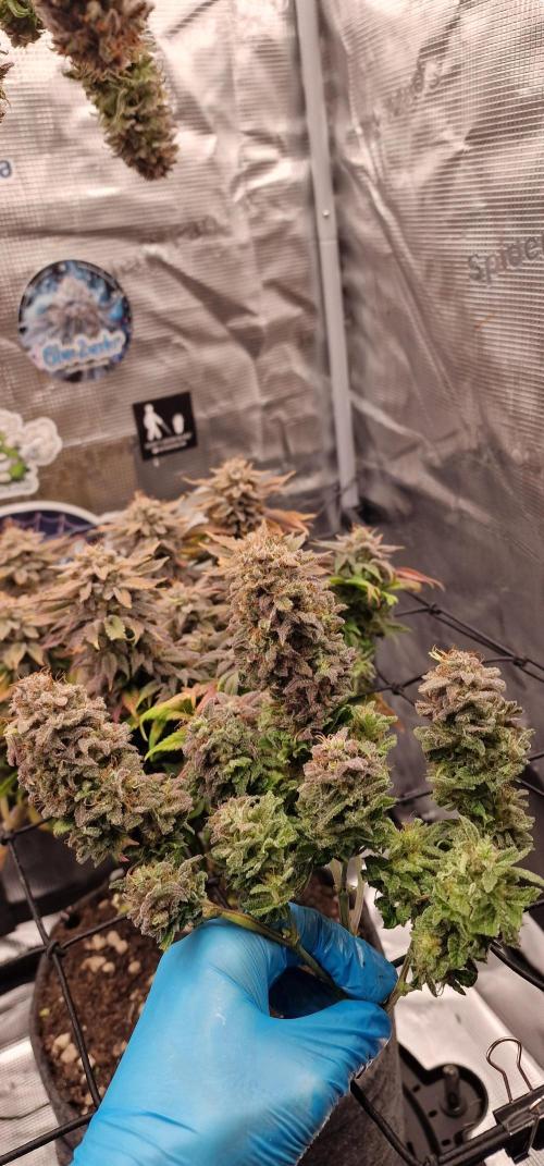 ☆Winterspecial Bratapfel (regulär)☆. Week 16