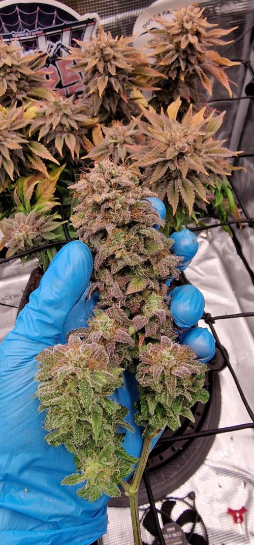 ☆Winterspecial Bratapfel (regulär)☆. Week 16