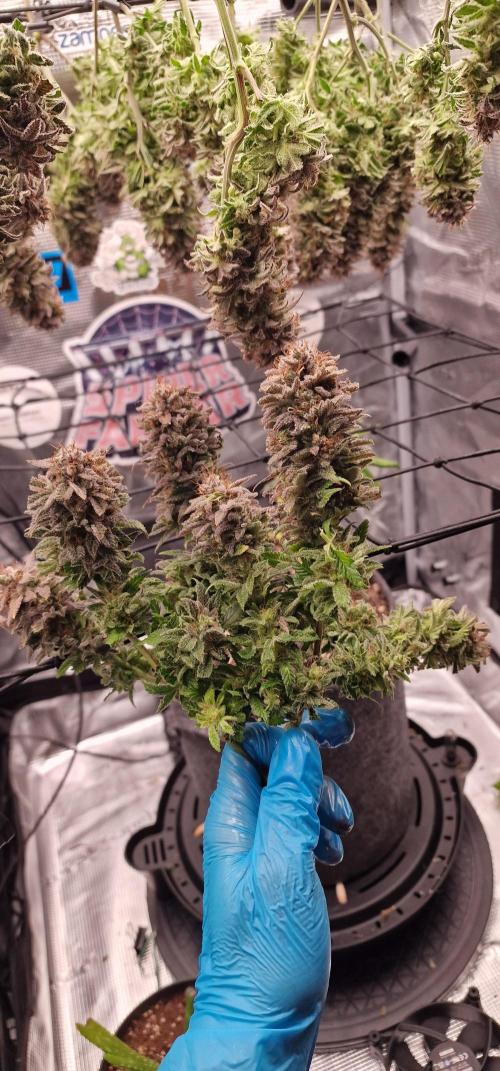 ☆Winterspecial Bratapfel (regulär)☆. Week 16