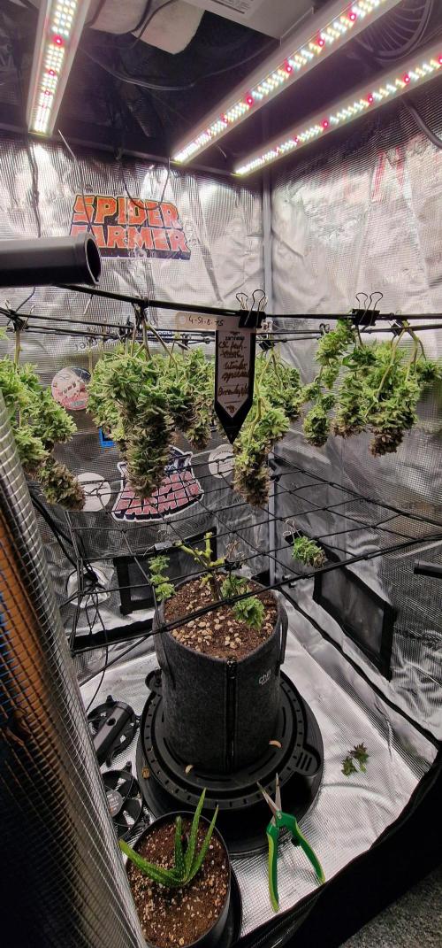 ☆Winterspecial Bratapfel (regulär)☆. Week 16