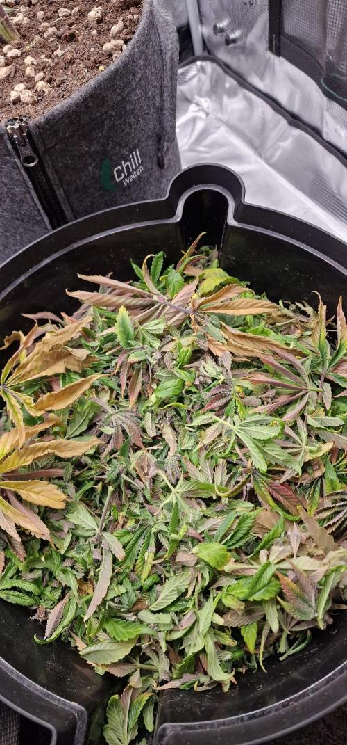 ☆Winterspecial Bratapfel (regulär)☆. Week 16