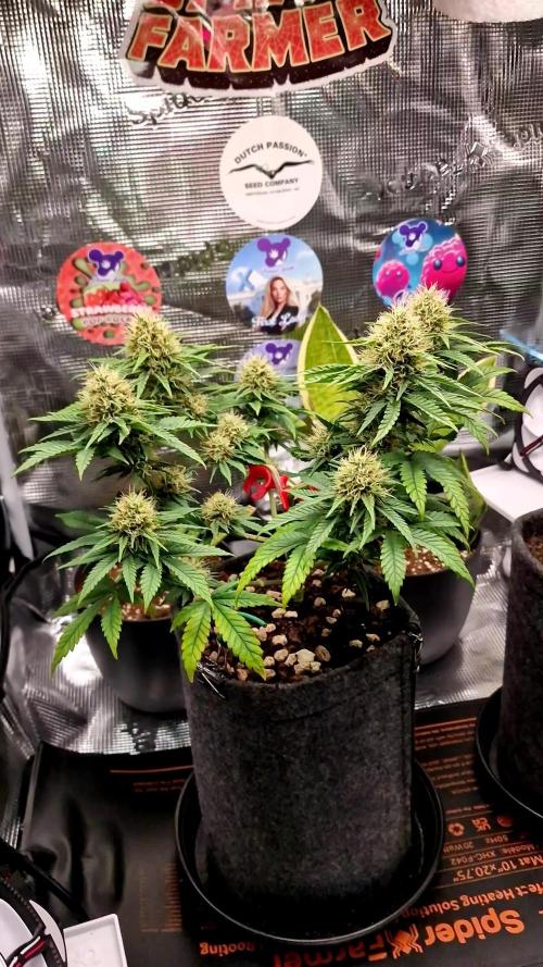 ♡-CBD Mazar  (Mini Grow)-♡