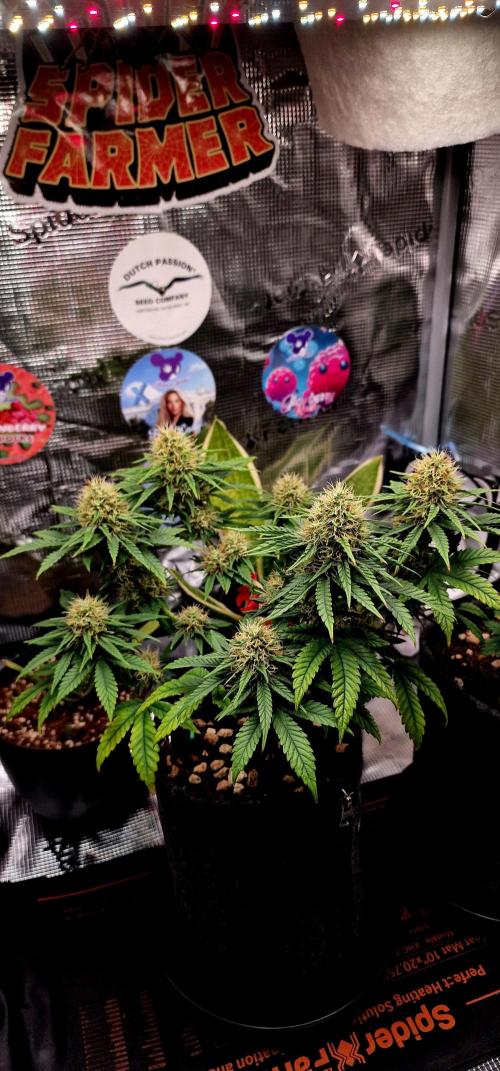 ♡-CBD Mazar  (Mini Grow)-♡. Week 12