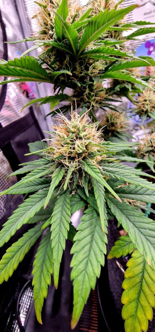 ♡-CBD Mazar  (Mini Grow)-♡. Week 12