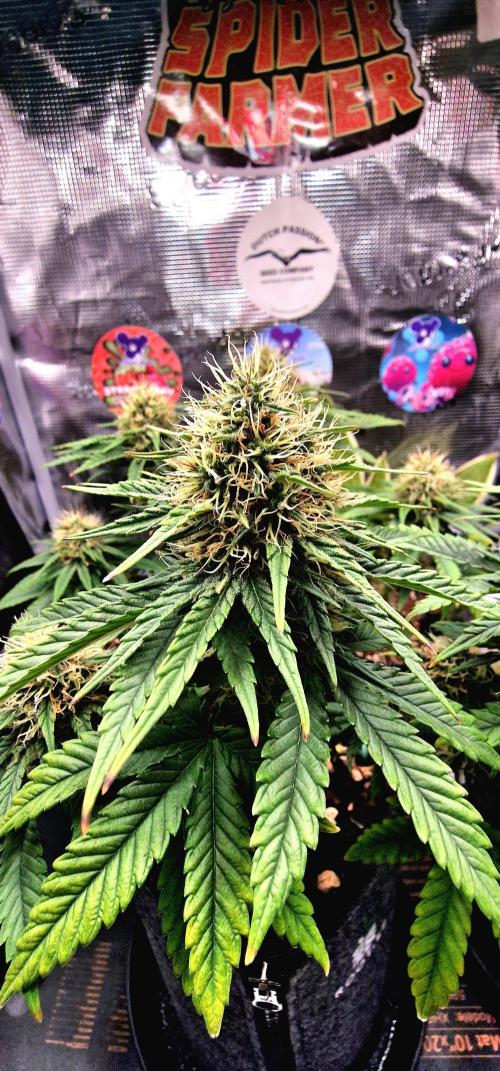 ♡-CBD Mazar  (Mini Grow)-♡. Week 12