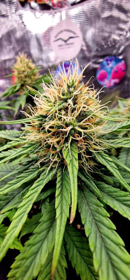 ♡-CBD Mazar  (Mini Grow)-♡. Week 12