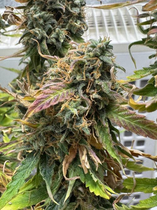 MilkyWay F1. Week 10