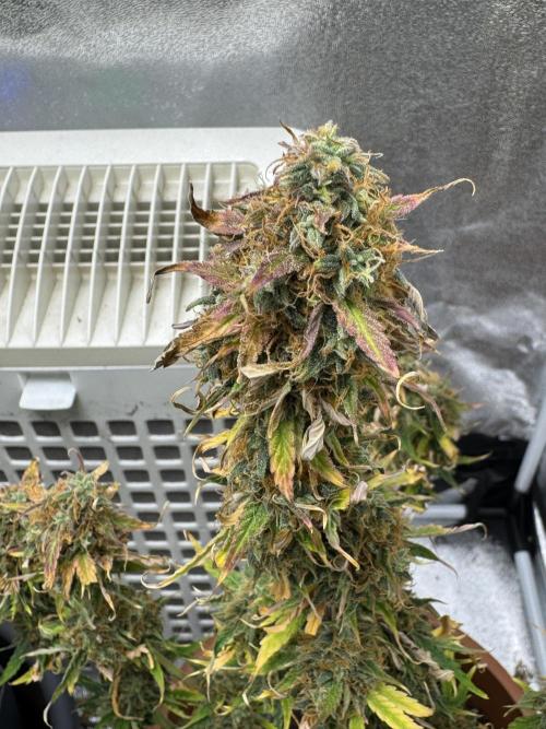 MilkyWay F1. Week 10