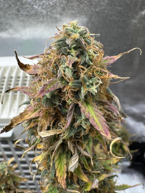 MilkyWay F1. Week 10