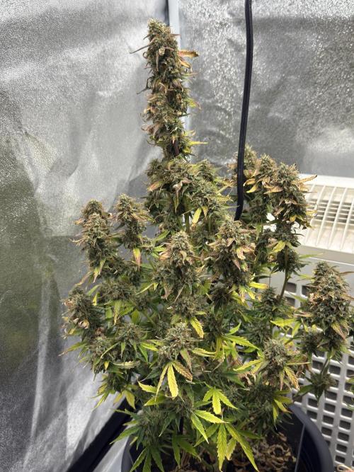 MilkyWay F1. Week 10