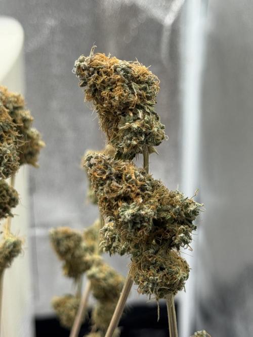 MilkyWay F1. Week 11