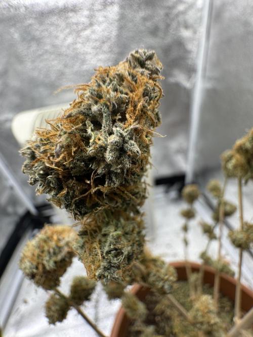 MilkyWay F1. Week 11