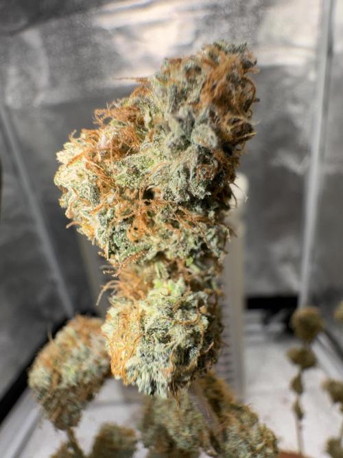 MilkyWay F1. Week 11