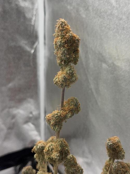 MilkyWay F1. Week 11