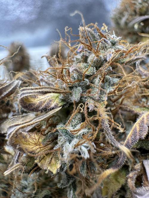 MilkyWay F1. Week 11