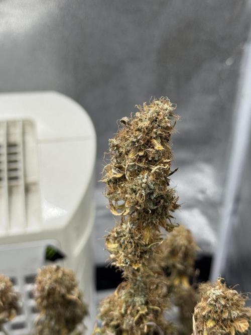 MilkyWay F1. Week 11