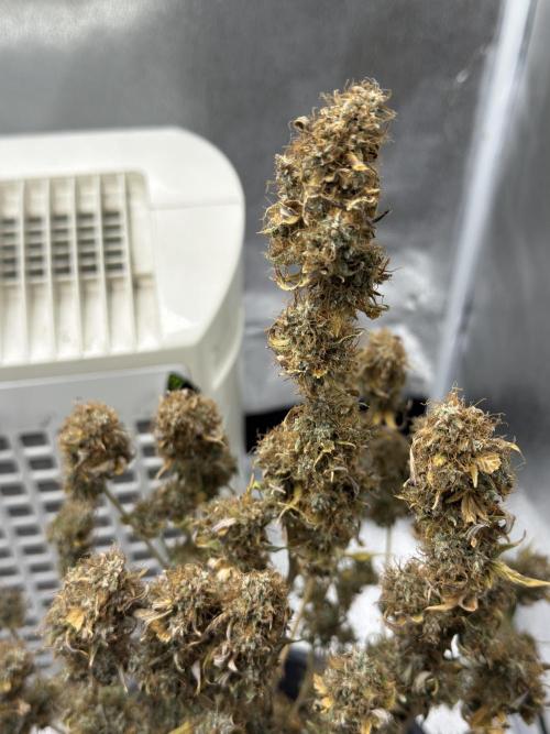 MilkyWay F1. Week 11