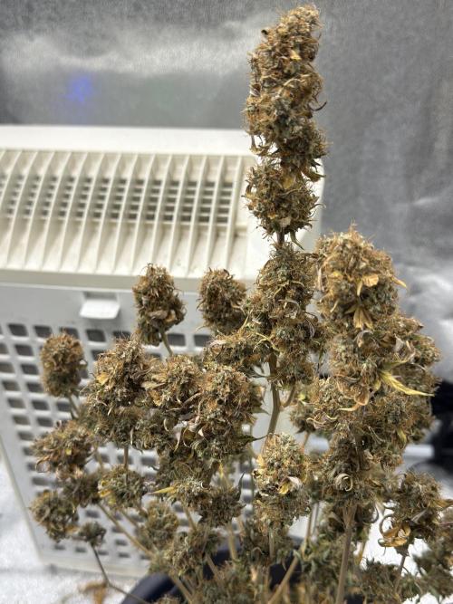 MilkyWay F1. Week 11