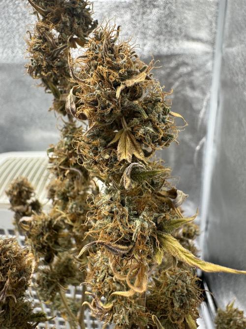 MilkyWay F1. Week 11