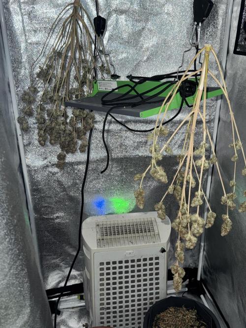 MilkyWay F1. Week 11