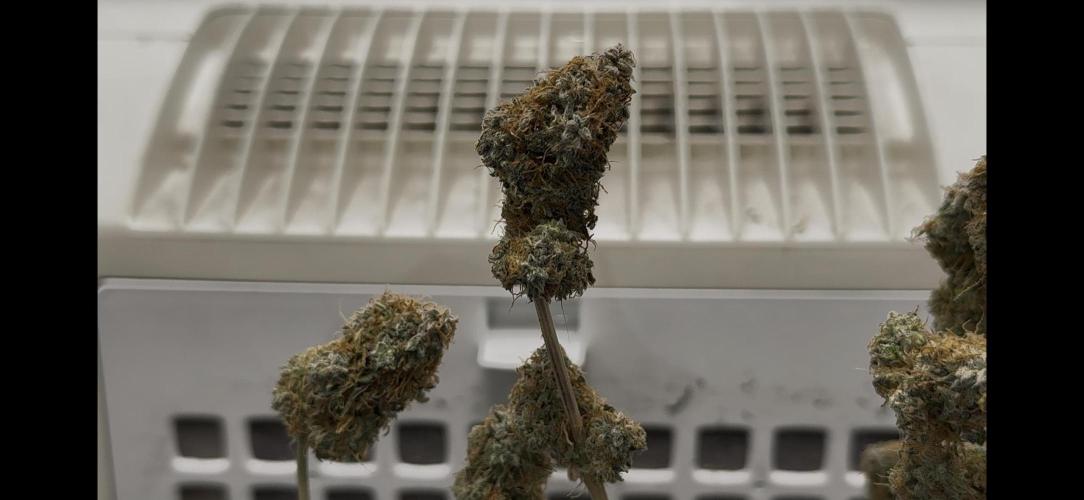 MilkyWay F1. Week 11