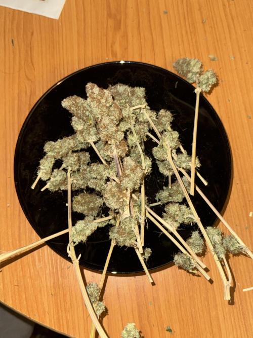 MilkyWay F1. Week 12