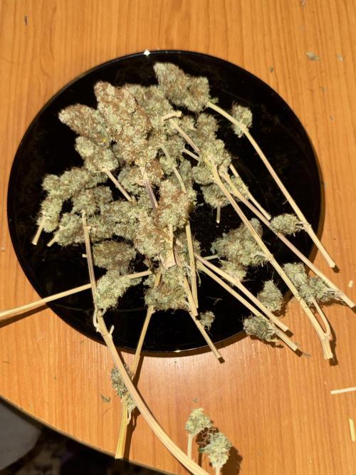 MilkyWay F1. Week 12