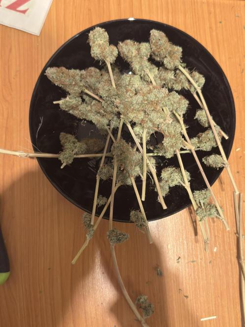 MilkyWay F1. Week 12