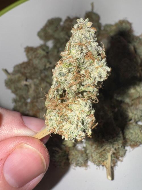 MilkyWay F1. Week 12