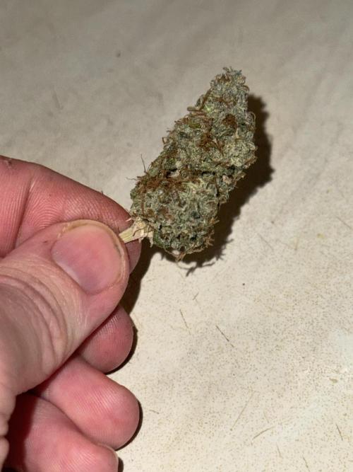 MilkyWay F1. Week 12