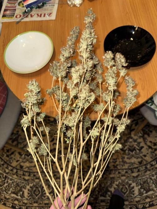 MilkyWay F1. Week 12