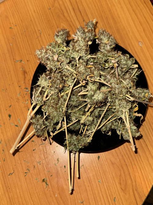 MilkyWay F1. Week 12