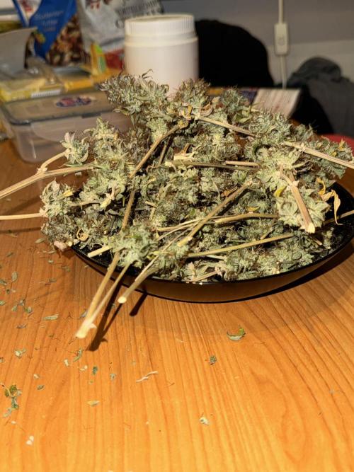 MilkyWay F1. Week 12